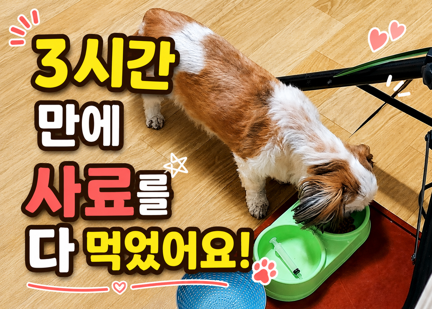 회복 중인 15살 시츄 별이가 집에서 사료를 먹는 모습