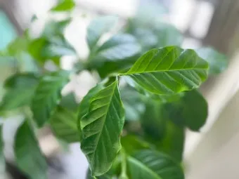 화분 응애 방제 초기발견 잎뒷면확인 샤워식세척 비누물활용 팁_9