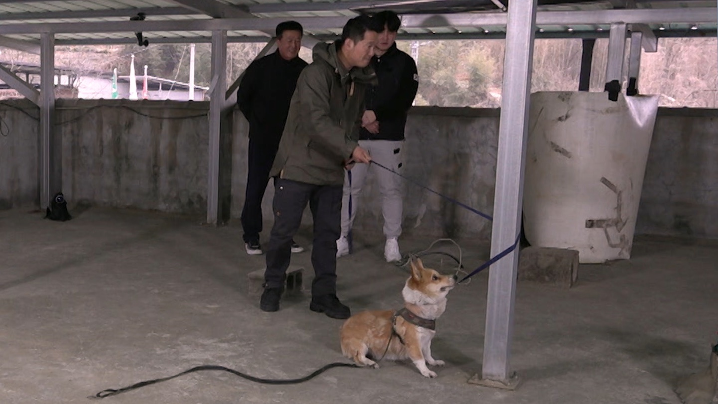 개는 훌륭하다 입질 강아지 짜리 강형욱 훈련사