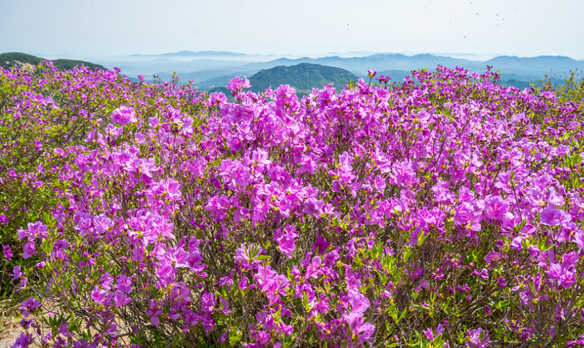 황매산 철쭉 축제