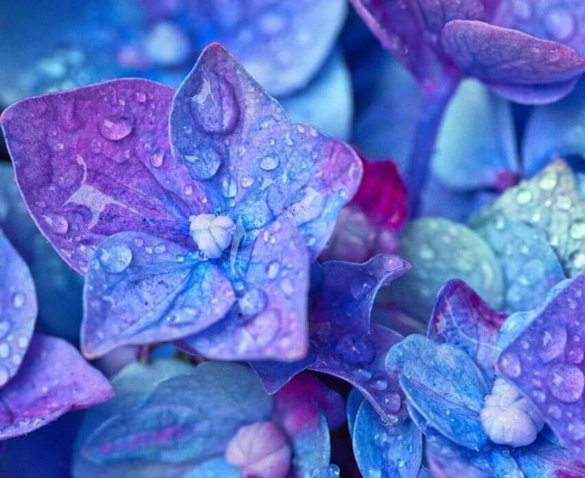 파란색과보라색의-수국잎-사진입니다.