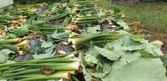 토란대줄기 수확시기토란대 말리는 방법까지 안내_6