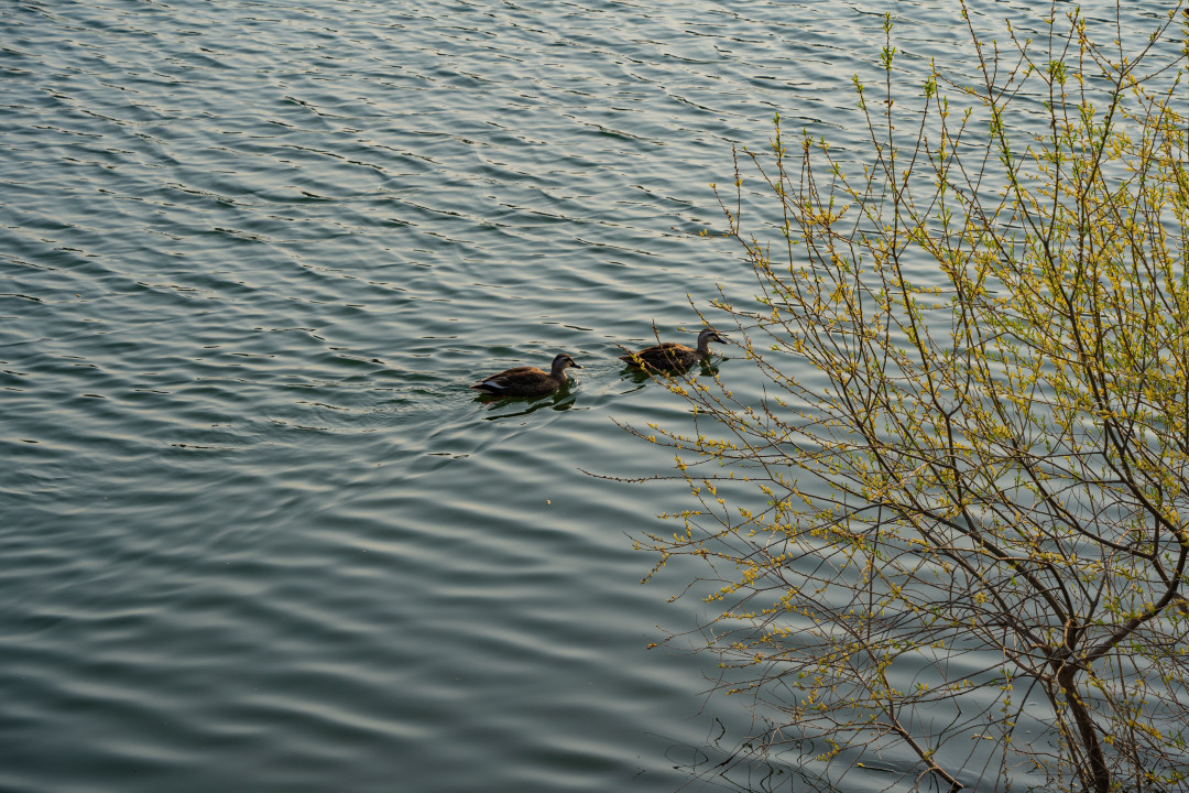 광교저수지 오리