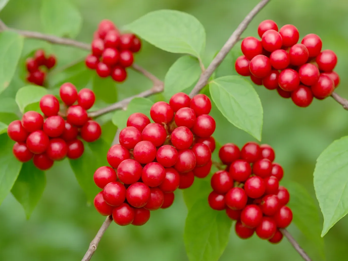 오미자 항산화 효능
