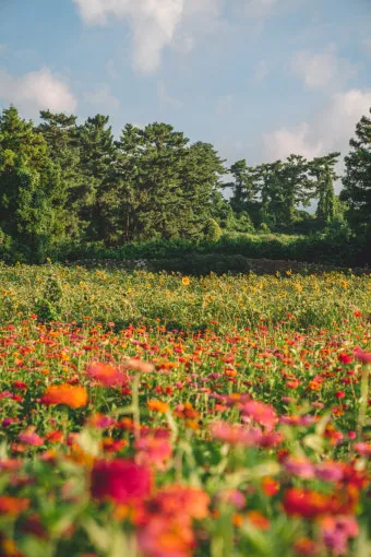 제주 항파두리 유적지 역사 공부 겸 산책코스 소개_8