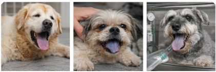 강아지 숨소리 ,심한기침,청색증 -폐수종 증상, 예방법&응급 대처법(병원비는 5일 이상 입원시 최소 80만원~ 수백만원,아프기전 팻보험은 보호자의 든든한 지원자가 됩니다.)