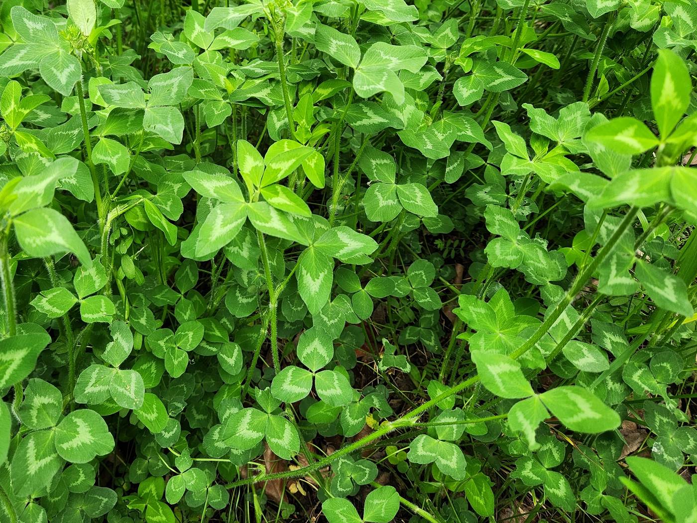 붉은토끼풀 Red Clover