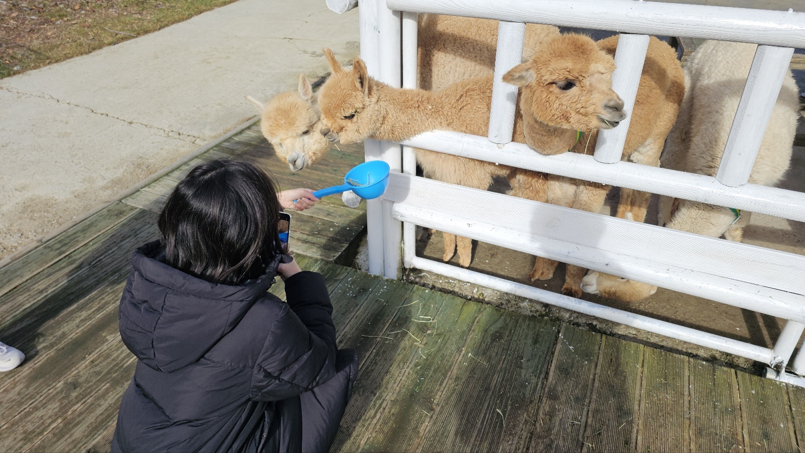 [24.11월] 아이와 평창 #1 - 모나 용평리조트 애니포레🏔️