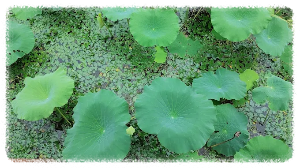 정양늪생태공원