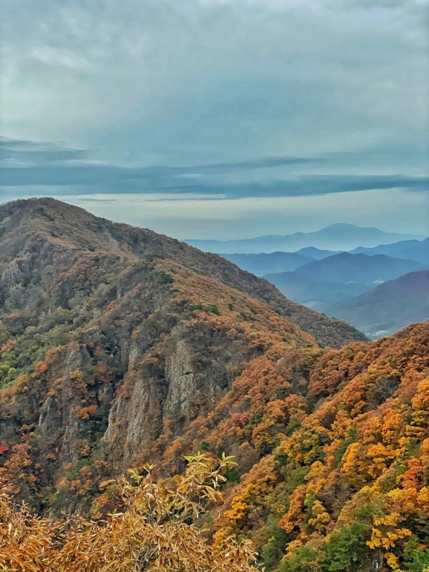 내장산 단풍시기