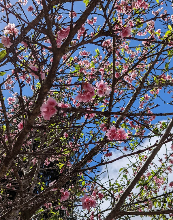 하와이-와히아와-벚꽃-사진