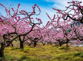 복숭아 나무 한살이 시기_23