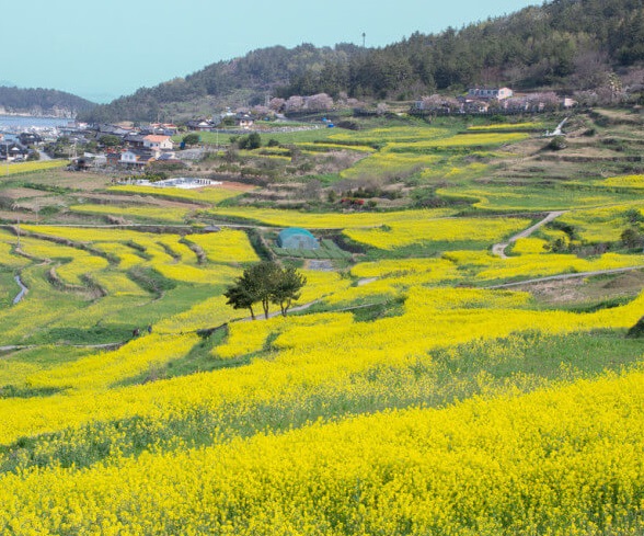 청산도유채꽃사진