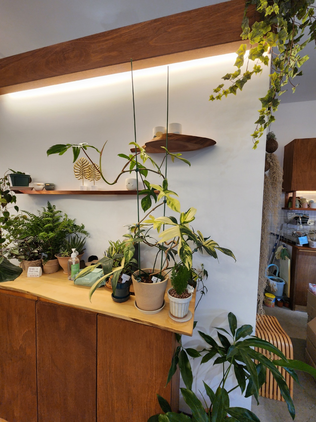 무늬가 너무 예쁜 식물