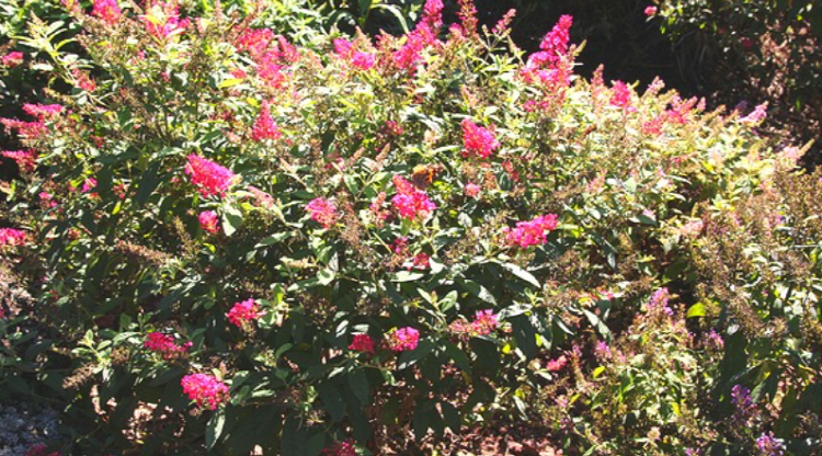 제주 송당동화마을