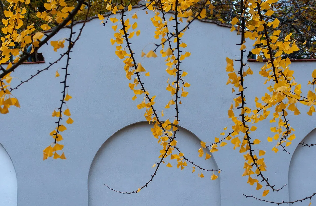 은행나무 드라이브 코스 문광저수지 곡교천 은행나무길