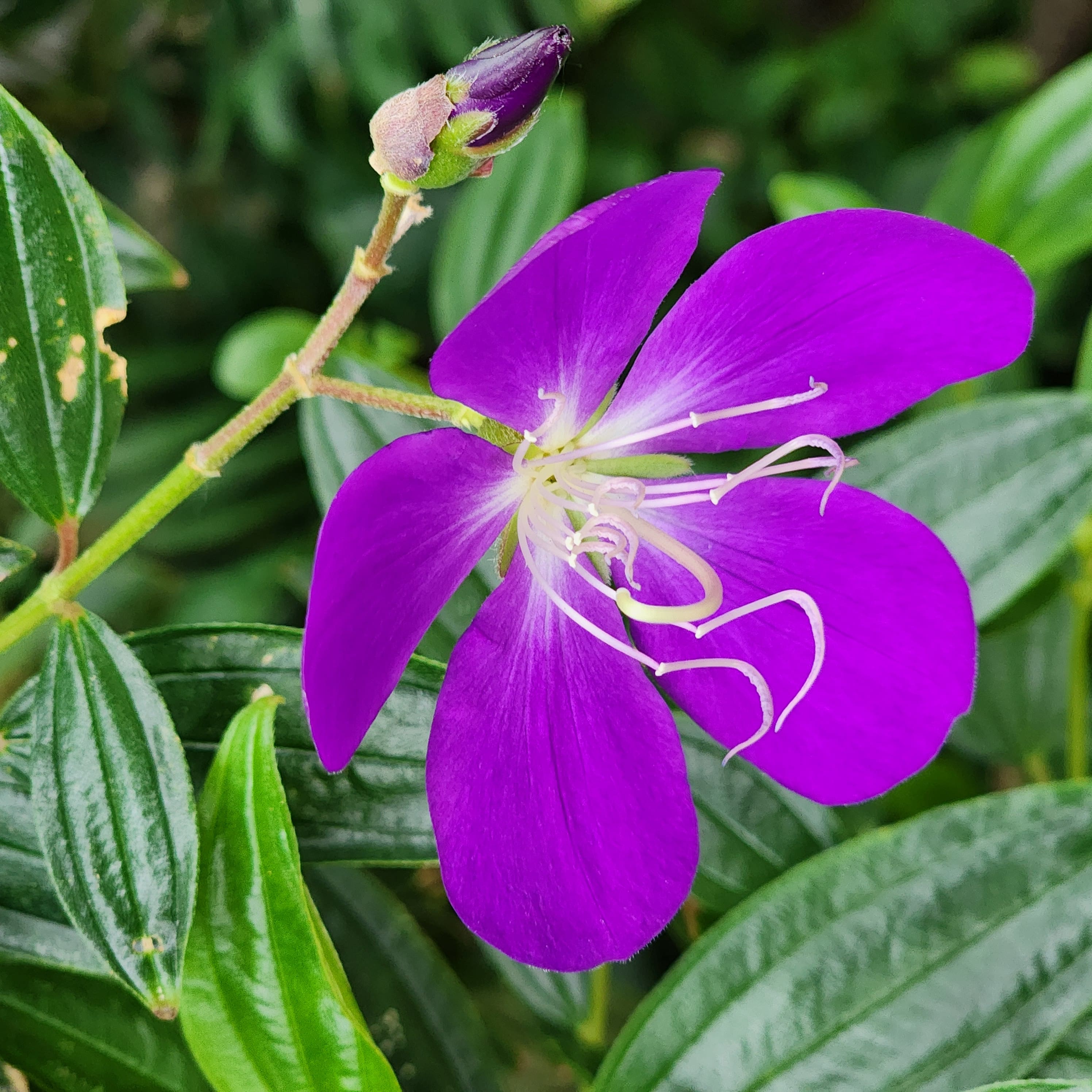티부키나(Tibouchina)
