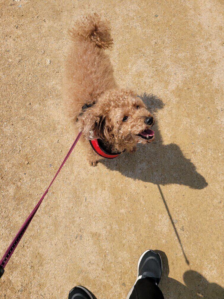 뭉이야. 이리와!