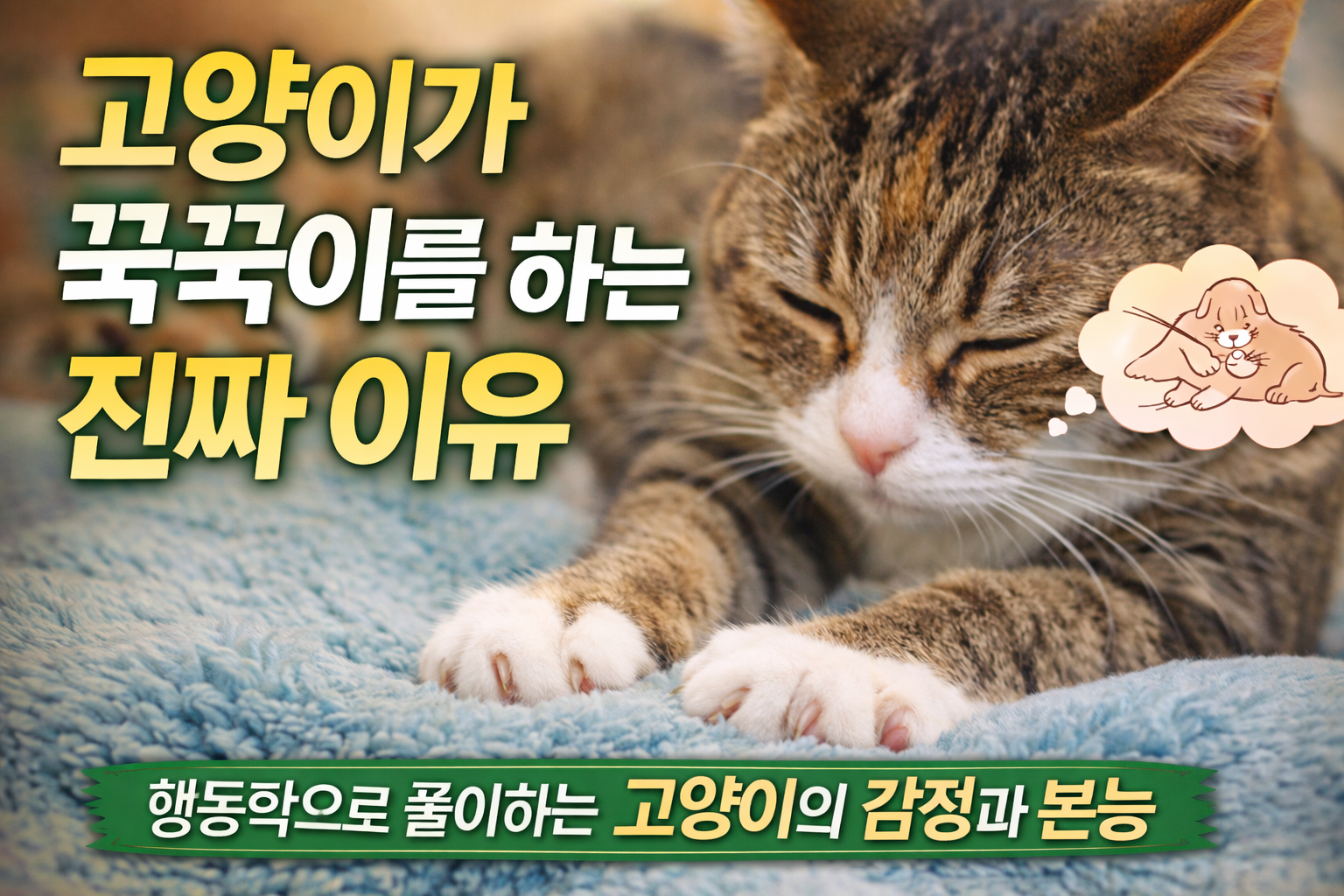 고양이가 꾹꾹이를 하는 진짜 이유 / 앞발 움직임으로 드러나는 고양이의 감정과 기억