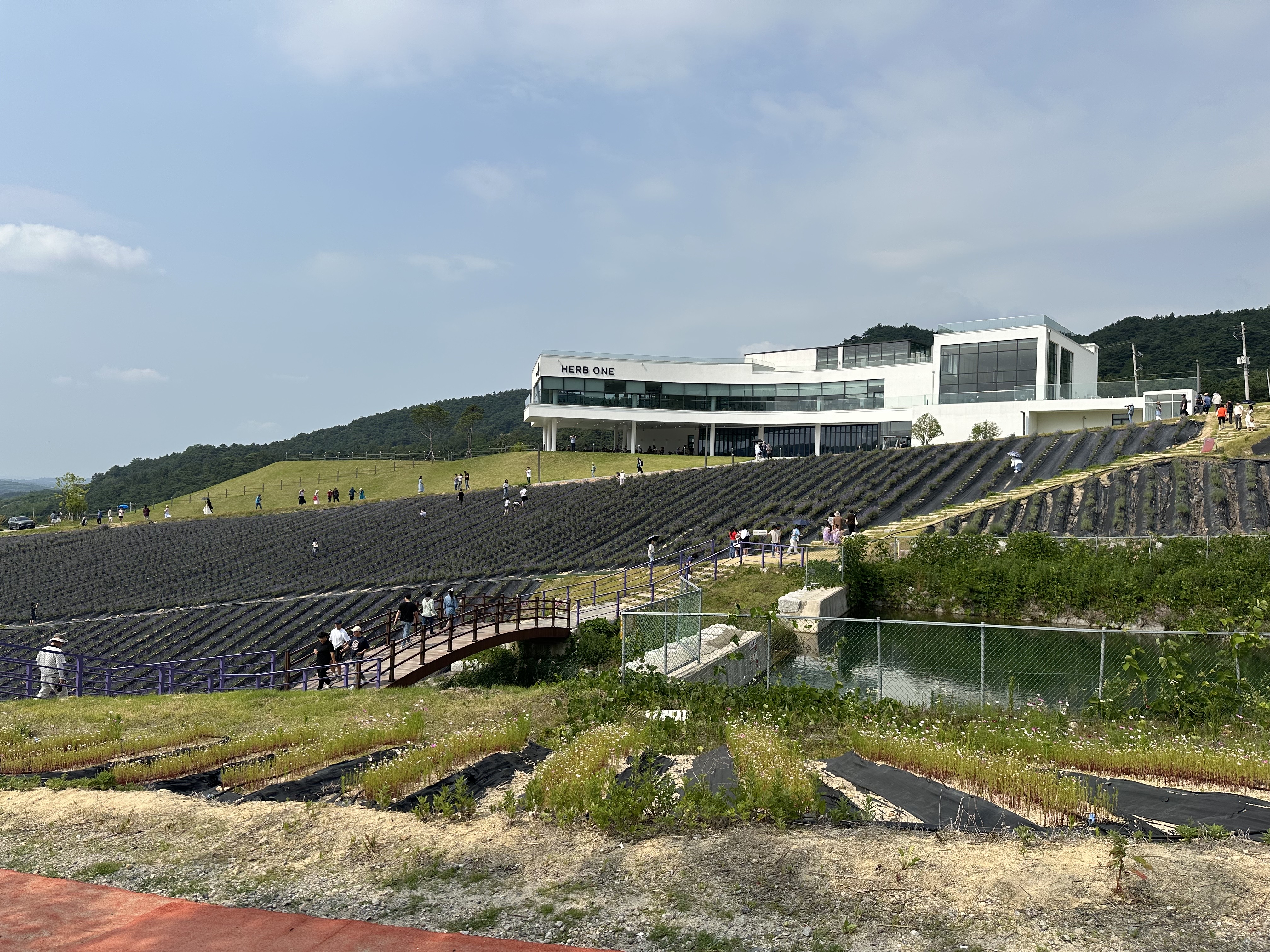 2024 정읍 허브원 라벤더 축제