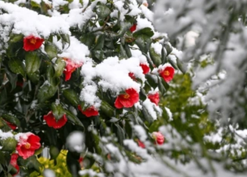 겨울 꽃 동백나무