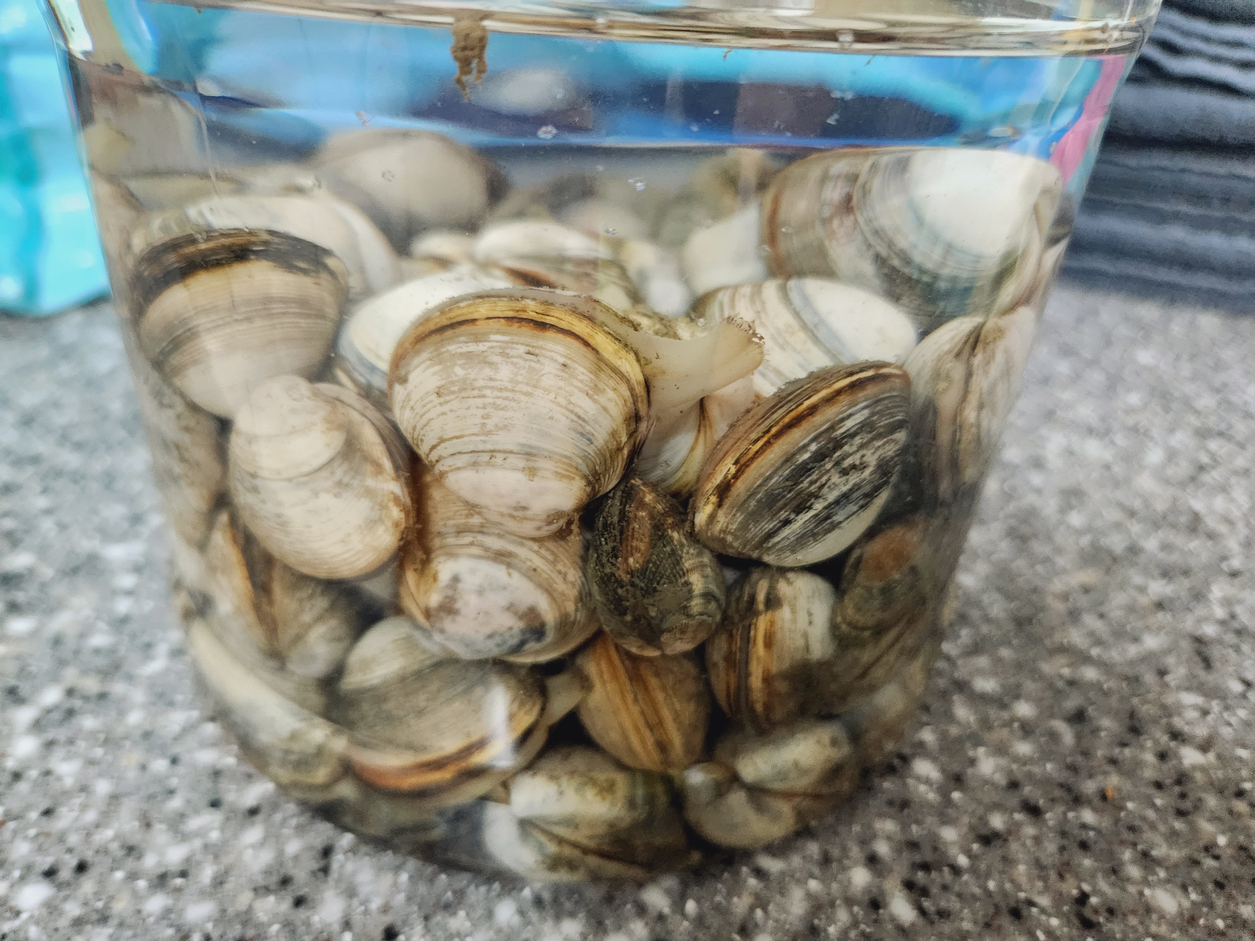 조개 바지락 꼬막 해감하는 방법 해감시간, 조개 요리 모음