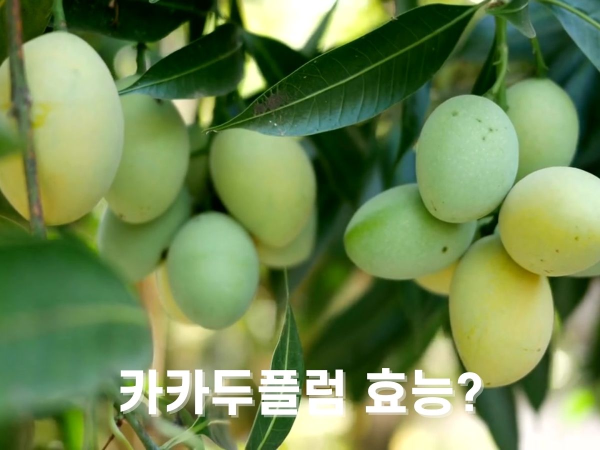 카카두 플럼 효능