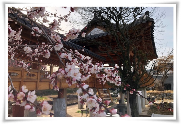 "살구꽃과 살구" 수줍은 듯 피어나는 봄 날의 은밀한 분홍빛 속삭임!