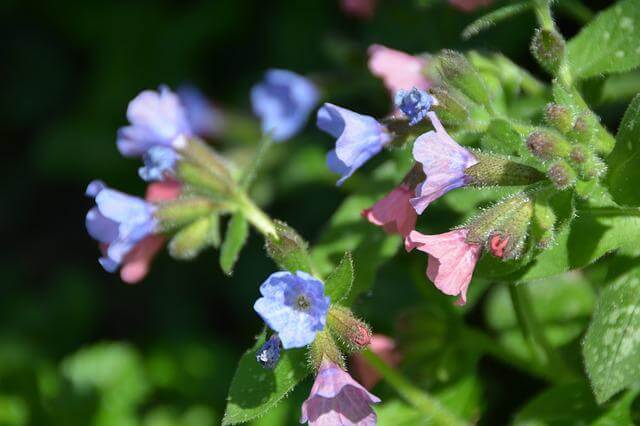 Pulmonarias