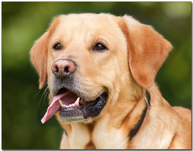 어딘가를 응시하는 래브라도 리트리버