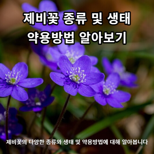 제비꽃 종류 및 생태, 약용방법 알아보기