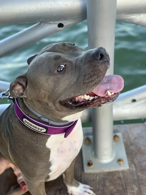 명태포무침 명태채무침 황금레시피_6