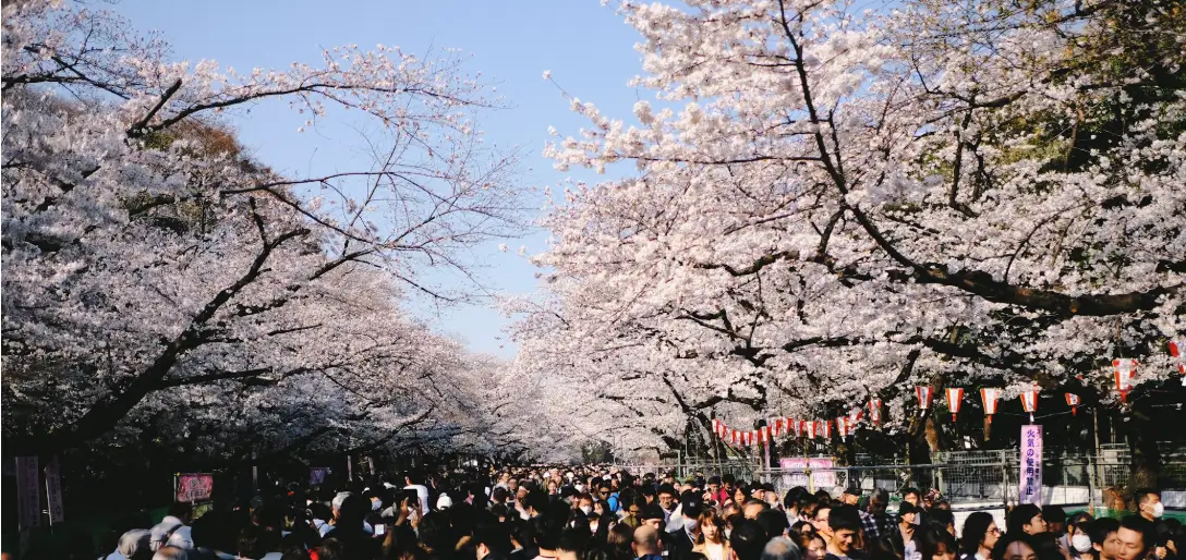 영등포 여의도 봄꽃축제 썸네일