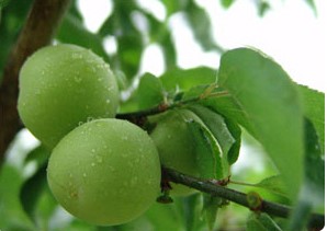 광양 매화마을(5)