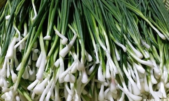 쪽파 언제 심어요? 가을 쪽파 봄 쪽파 심는 시기/종구/심는 방법/수확/보관