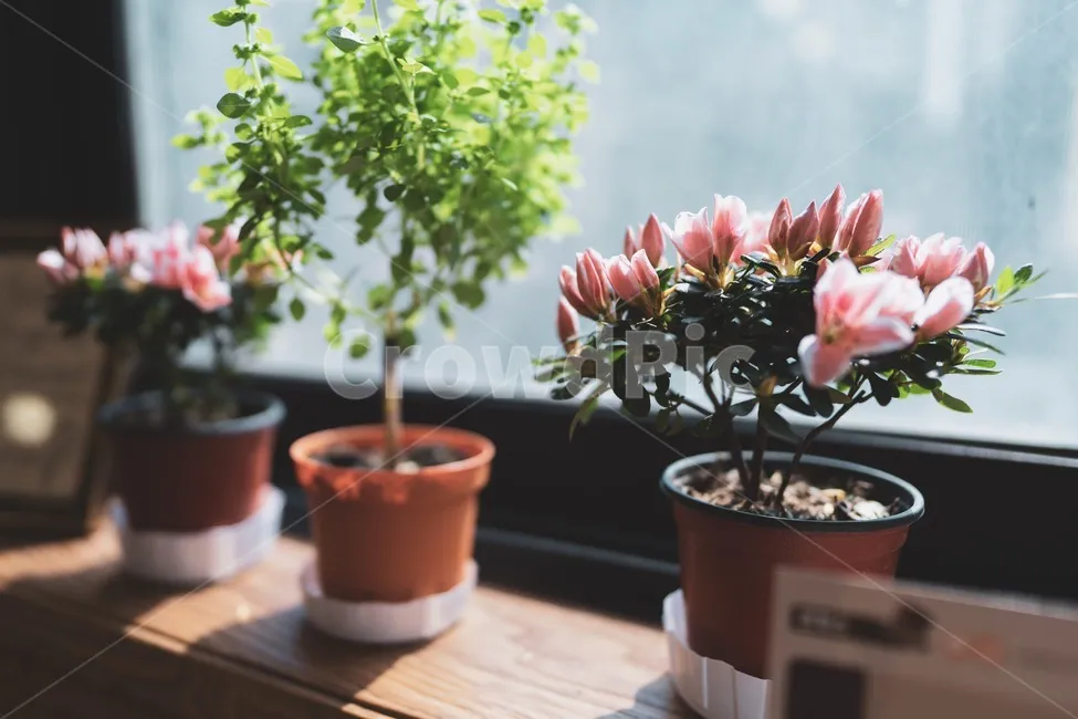 창가 식물 관리 직사광 차광요령 물주기 시간대 잎타는 현상 예방_6