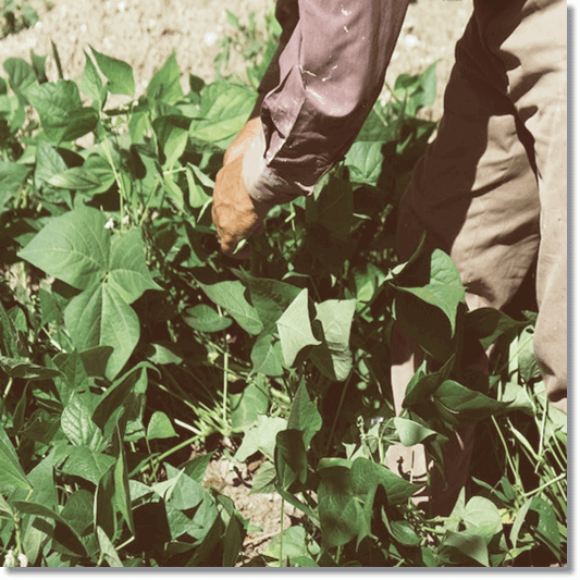 콩잎 따는 남성