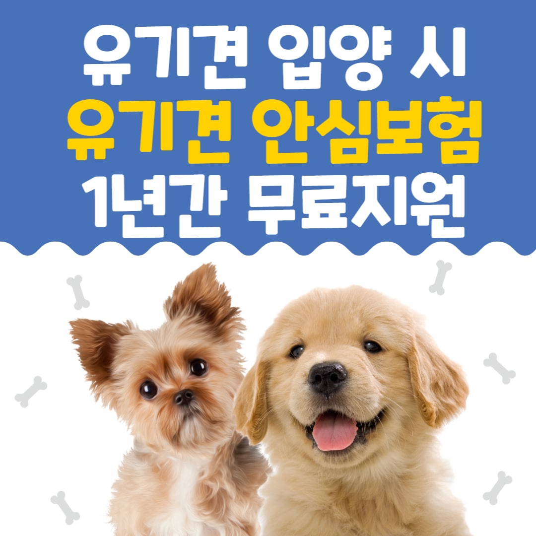 유기견 안심보험 지원