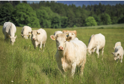 다이어트 보조제 성분