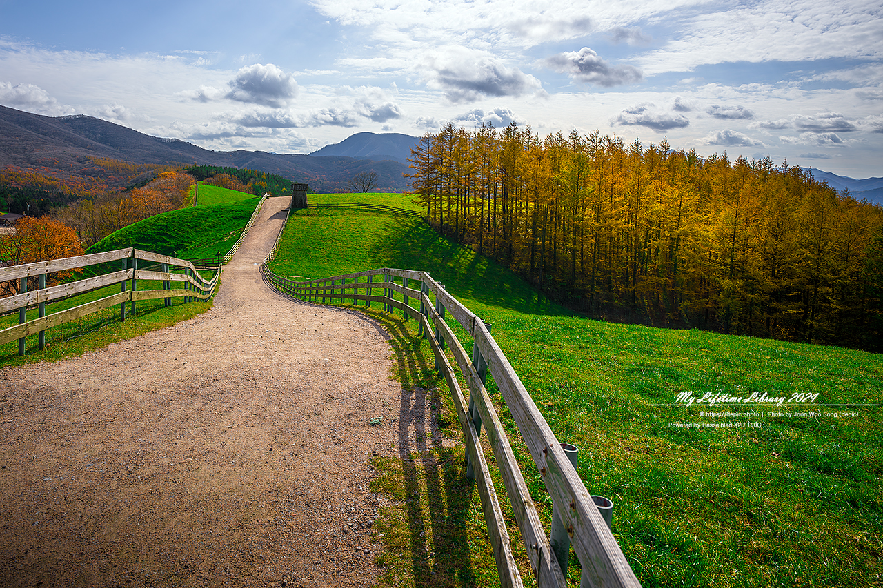 가을 평창 대관령 양떼목장 목장