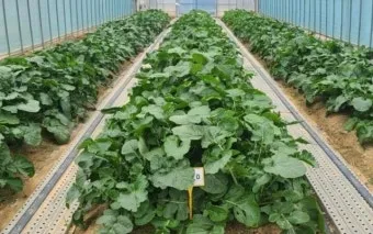 순무 재배 봄 가을 파종 비료 절감 키우기 요령_3