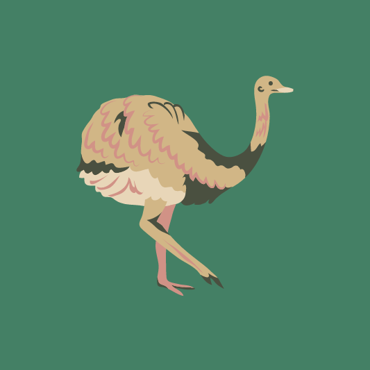 에뮤오일-이미지-예시