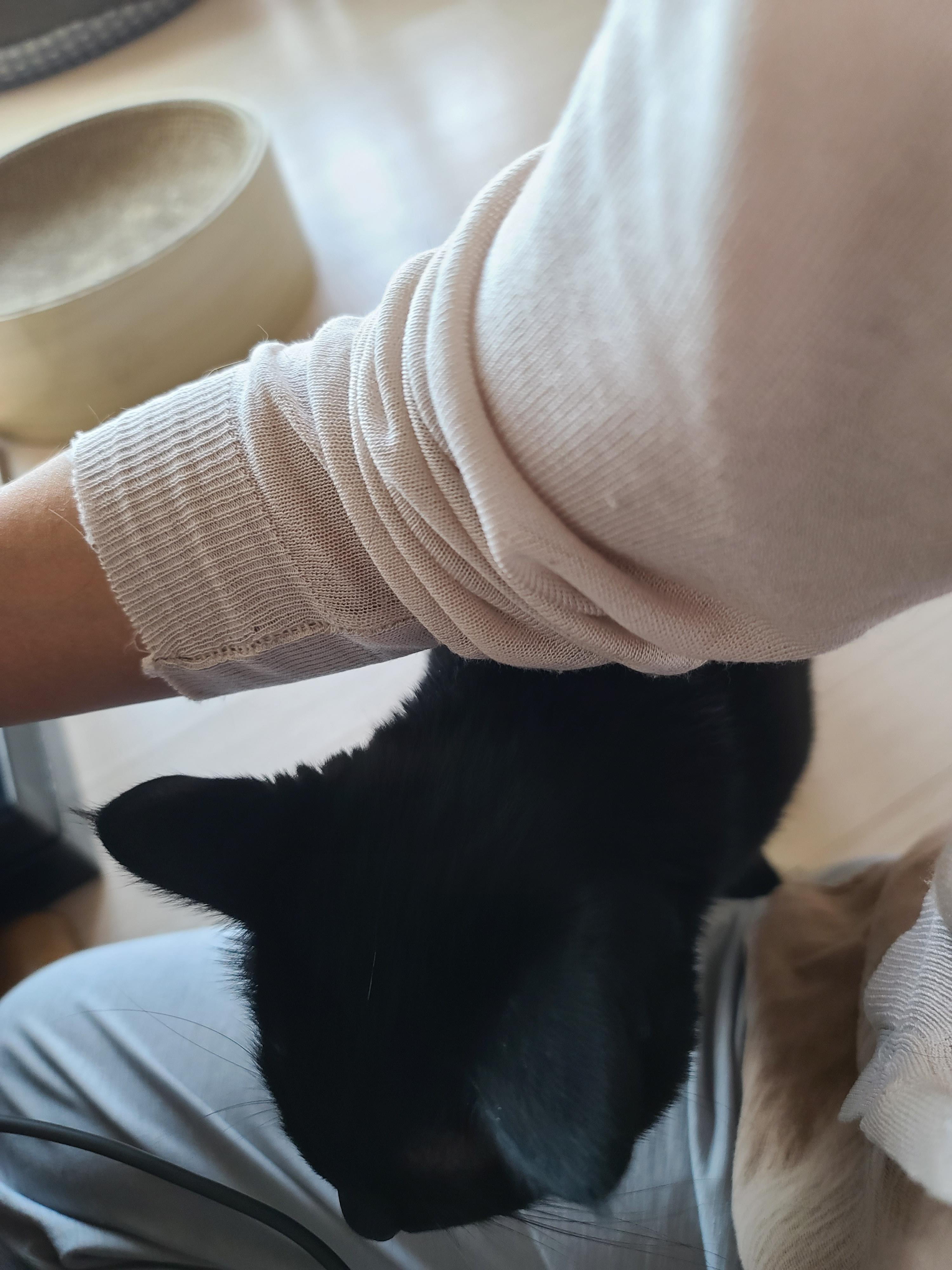 엄마껌딱지 고양이를 무시했더니..