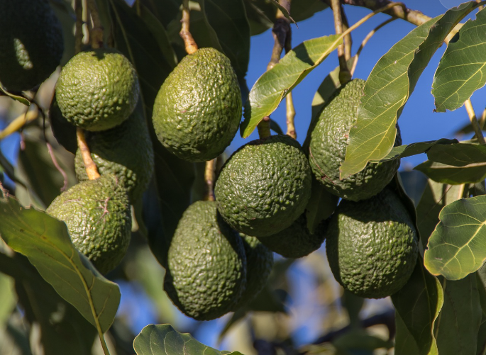 아보카드오일이미지사진입니다.