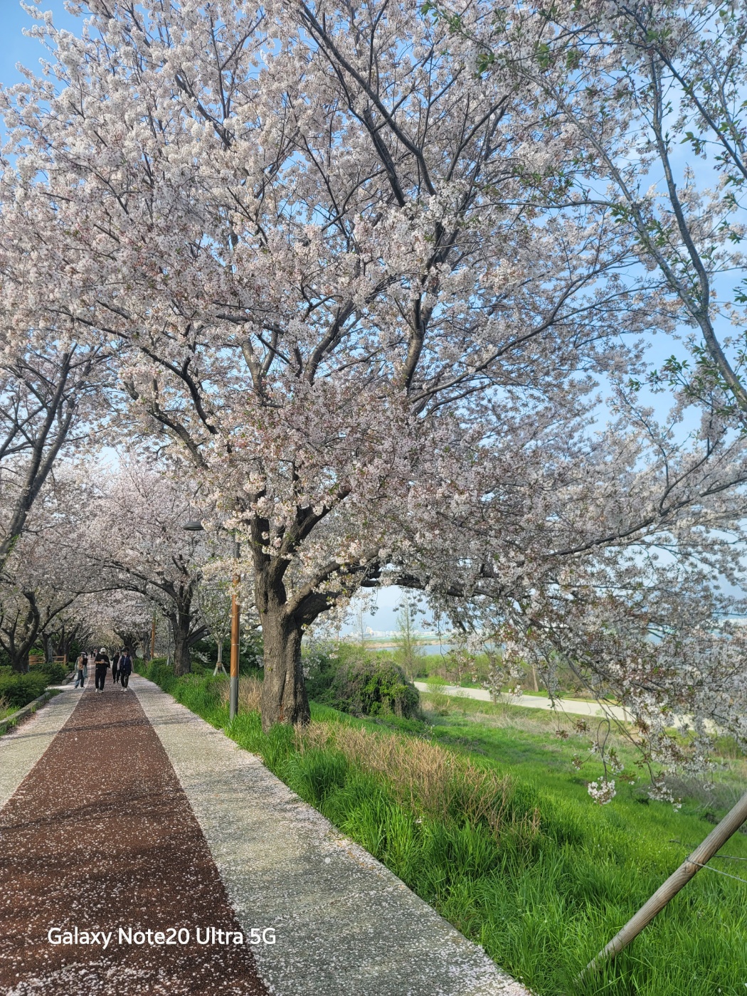 낙동강 벚꽃길&amp;#44; 유채밭