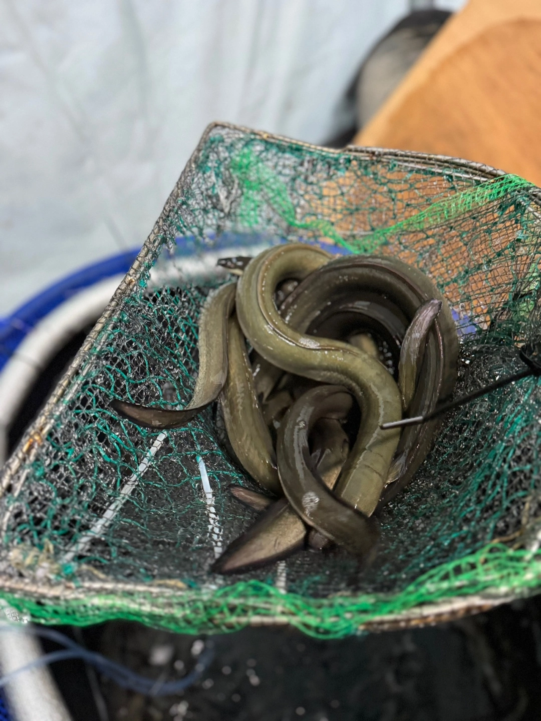 자연산 민물장어 가격이 너무 좋아요~ 자연산 장어는 자주 접하지 못하는 거 같은데 큰 이유가 아무래도 비싼 가격이 아닐까 행각해요~ 그런데 이게 웬걸 가격이 너무 좋았고 맛이 얼마나 쫀득거리는지 안 먹어본 사람은 절대 모르는 그 식감이 있어요. 그럼 민물장어와 바다 장어 차이와 왜 민물장어가 비싼지도 궁금하겠지요? 내 돈 내산후기!