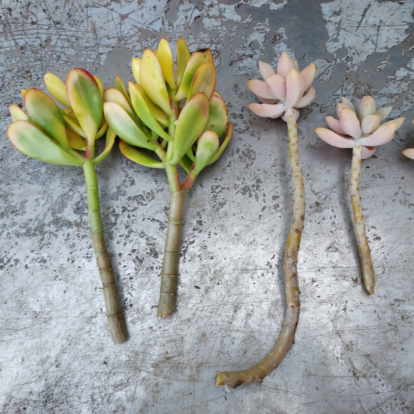 다육식물 적심 모습