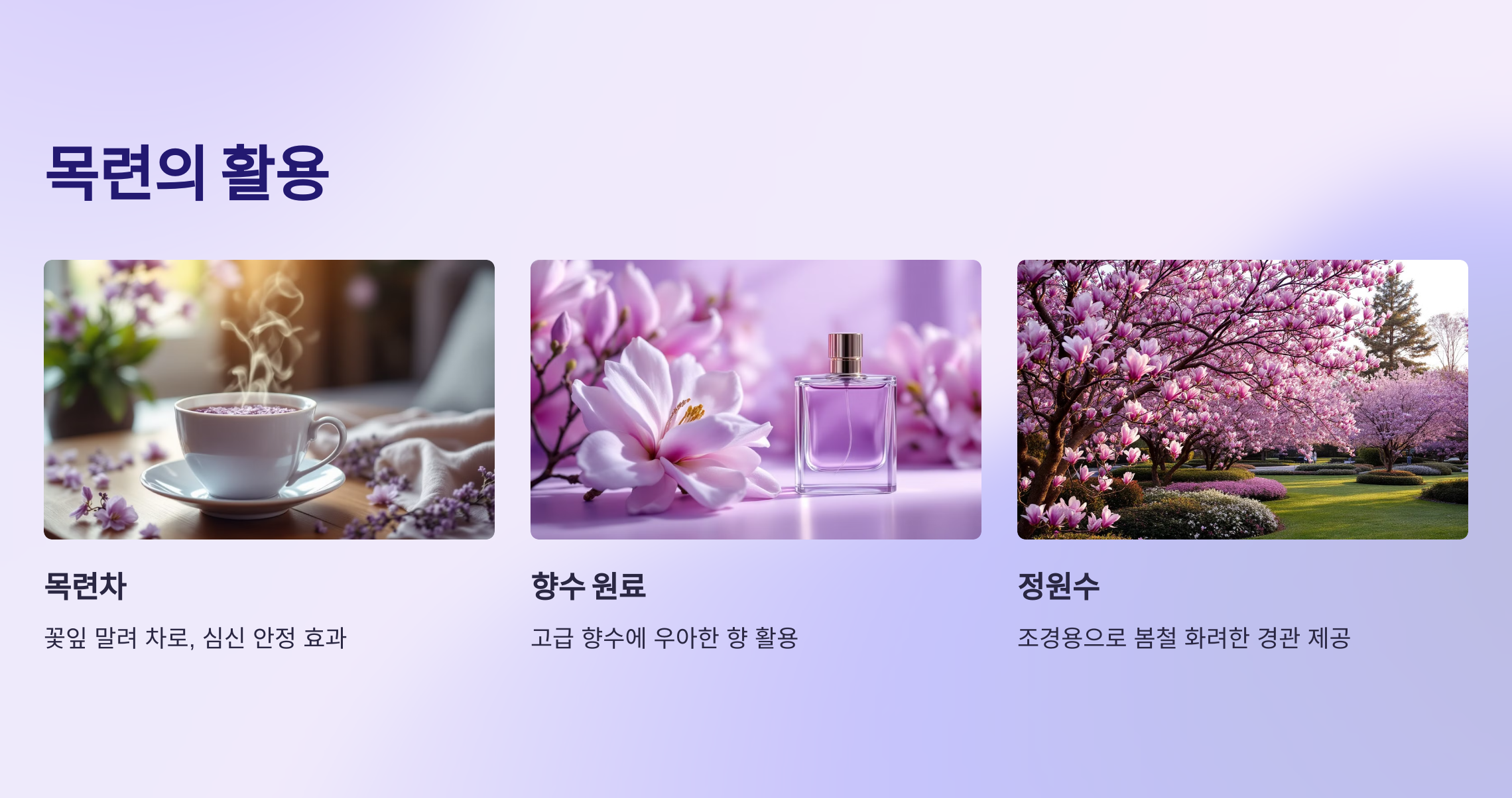 목련 사진