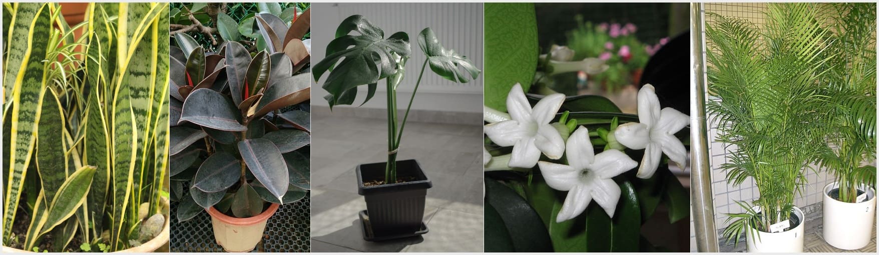 실내 공기정화식물 5종 산세베리아 스투키, 고무나무, 몬스테라, 천리향, 아레카야자