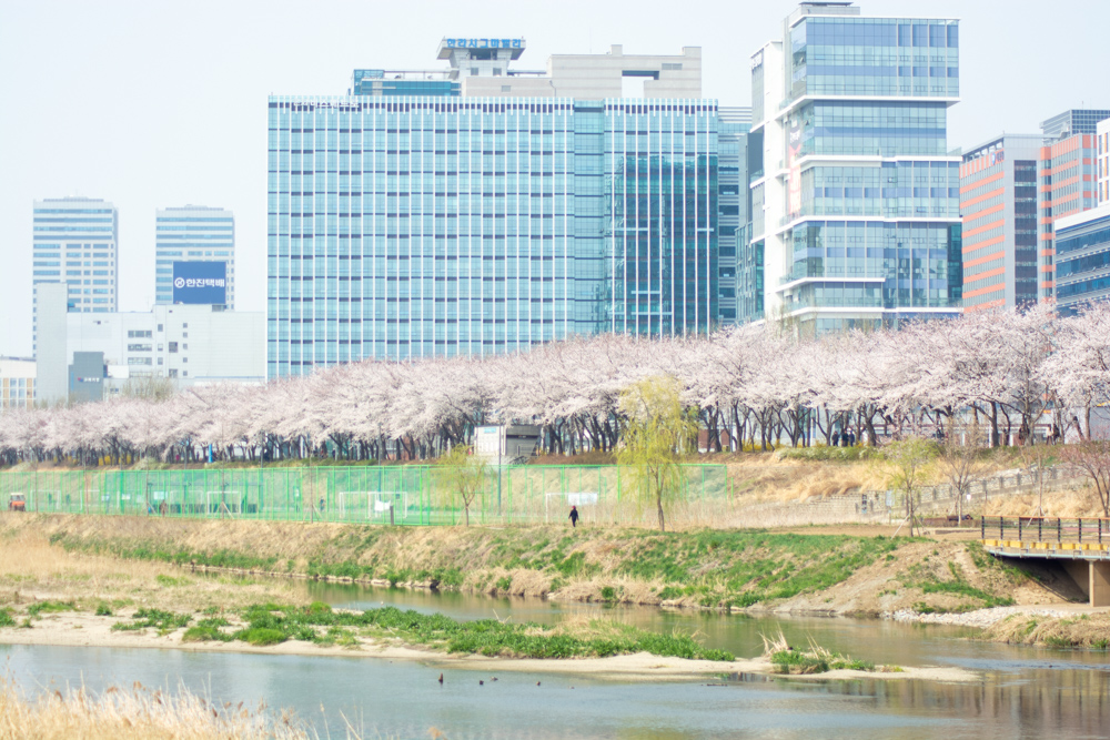 2023년 3월 29일 최근 금천구 안양천 벚꽃길 근황